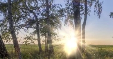 Yazın ya da sonbaharda çayır zamanlaması. Kırsal alan cadısı güneş ışınları, ağaçlar ve yeşil çimenler. Motorlu doli kaydırma hareketi