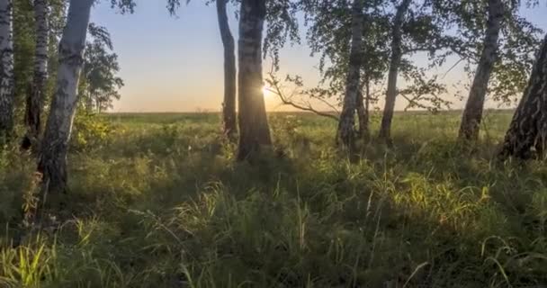 A rét időpontja nyáron vagy ősszel. Vidéki mező boszorkány napsugarak, fák és zöld fű. Motoros babacipő mozgása — Stock videók