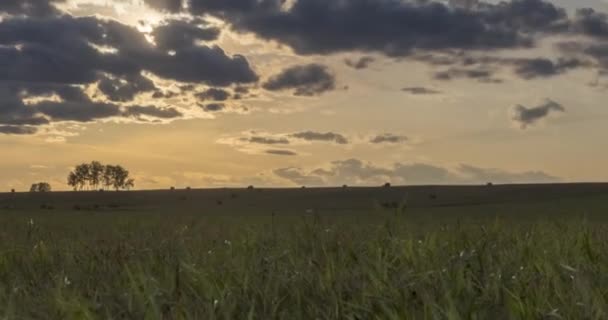 Yaz günbatımında düz tepe çayır zaman çizelgesi. Vahşi doğa ve kırsal alan. Güneş ışınları, ağaçlar, yeşil çimen hareketleri. Motorlu doli kaydırıcı — Stok video