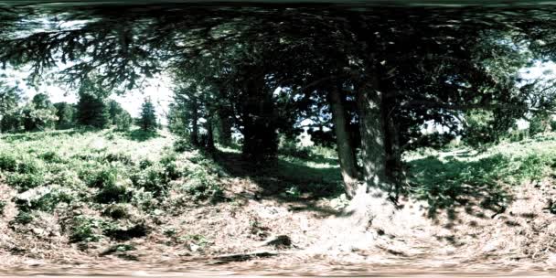 UHD 4K 360 VR de bosque de montaña verde. Rayos de sol y sombra, hierba y pinos. — Vídeo de stock