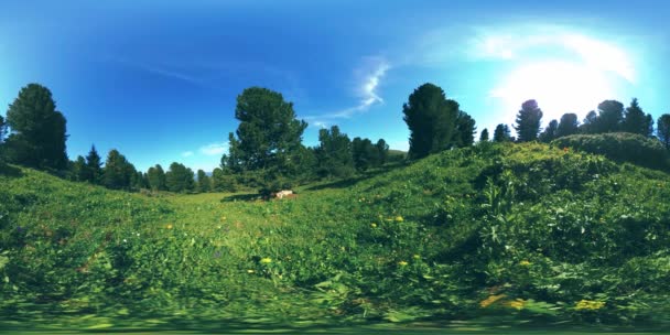 UHD 4K 360 VR de floresta de montanha verde. Raios solares e sombra, relva e pinheiros. — Vídeo de Stock