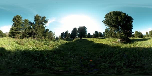 UHD 4K 360 VR des grünen Bergwaldes. Sonnenstrahlen und Schatten, Gras und Kiefern. — Stockvideo
