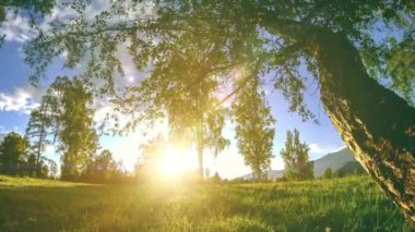 Yaz veya sonbahar aylarında dağ çayır zaman atlamalı. Vahşi doğa ve kırsal alan. Motorlu sürgü dolly hareketi.