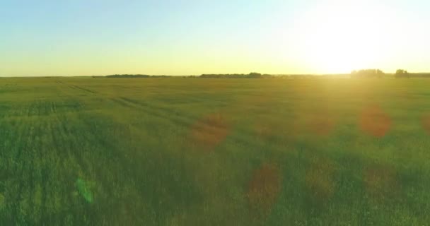 Низкая высота полета над сельским летним полем с бесконечным желтым пейзажем в летний солнечный вечер. Солнечные лучи на горизонте. — стоковое видео