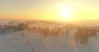 Arktik çayırlı soğuk kış manzarası, karla kaplı ağaçlar ve ufukta sabah güneşleri..