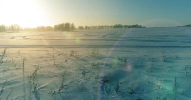 Arktik çayırlı soğuk kış manzarası, karla kaplı ağaçlar ve ufukta sabah güneşleri..