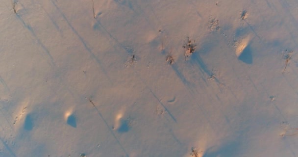 Vue aérienne par drone du paysage hivernal froid avec champ arctique, arbres couverts de neige verglaçante et rayons du soleil matinaux au-dessus de l'horizon. — Video