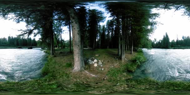 360 VR virtual reality van een wild bos. Dennenbos, kleine snelle, koude bergrivier. Nationaal park. — Stockvideo