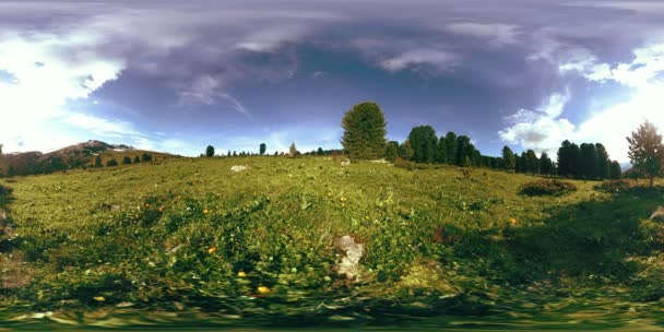 UHD 4K 360 VR timelapse of green mountain forest. Sun rays and shadow, grass and pine trees. — Stock Video