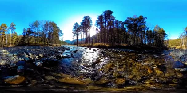 360 VR virtuelle Realität eines wilden Gebirges, Kiefernwaldes und Flusses fließt. Nationalpark, Wiese und Sonnenstrahlen. — Stockvideo