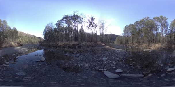 360 VR realidade virtual de uma montanha selvagem, pinhal e fluxos de rio. Parque nacional, prado e raios de sol. — Vídeo de Stock