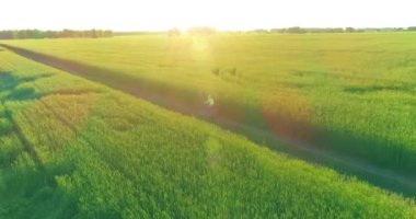 Kırsal yoldaki bir çim tarlasında bisiklet süren genç bir çocuğun hava manzarası. Güneş ışığı ve ışınlar.