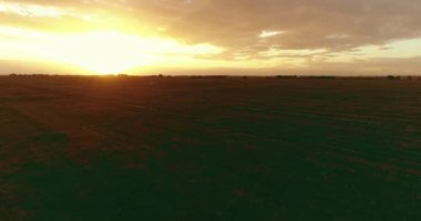 Güneşli yaz akşamında sonsuz sarı tarlaları olan kırsal kesimin üzerinde bir uçuş. Sonbahar gündoğumunda tarım arazisi