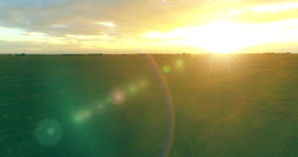Penerbangan di atas lanskap musim panas pedesaan dengan bidang kuning tak berujung di malam musim panas yang cerah. Pertanian lahan pertanian di musim gugur matahari terbit — Stok Video