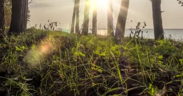 Vahşi Orman Gölü 'nün zamanı yaz mevsiminde geçiyor. Vahşi doğa ve kırsal çayır. Çam ağaçlarından, güneş ışınlarından ve deniz üzerindeki bulutlardan oluşan yeşil bir orman. Motorlu doli kaydırma hareketi — Stok video