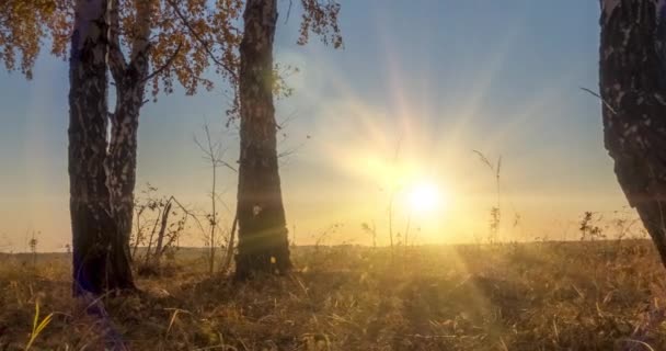 Yazın ya da sonbaharda çayır zamanlaması. Kırsal alan cadısı güneş ışınları, ağaçlar ve yeşil çimenler. Gün batımında motorlu doli kaydırıcı — Stok video