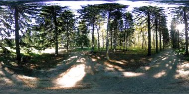 Bir şehir parkının UHD 4K 360 VR Sanal Gerçekliği. Sonbaharda ya da yaz gününde ağaçlar ve yeşil çimenler