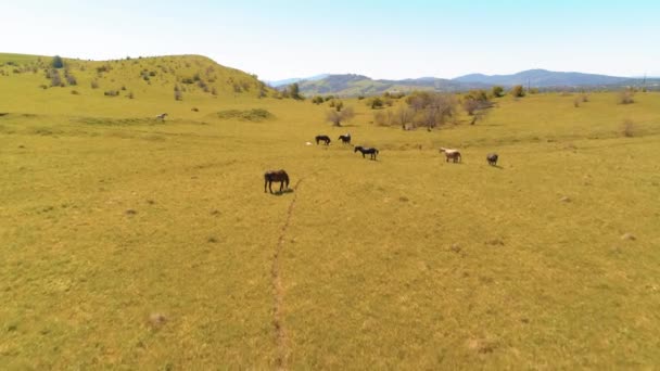 Vol au-dessus de chevaux sauvages troupeau sur prairie de montagne. Montagnes d'été nature sauvage. Liberté concept écologie. — Video