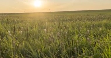 Yaz ya da sonbahar zamanında Hill Meadow zaman kapsülü. Vahşi sonsuz doğa ve kırsal alan. Yeşil çimlerin üzerinde güneş ışınları. Motorlu doli kaydırma hareketi