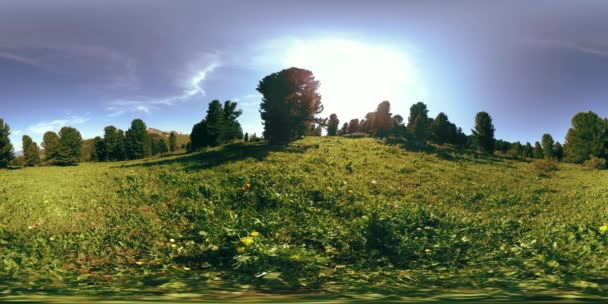 UHD 4K 360 VR des grünen Bergwaldes. Sonnenstrahlen und Schatten, Gras und Kiefern. — Stockvideo