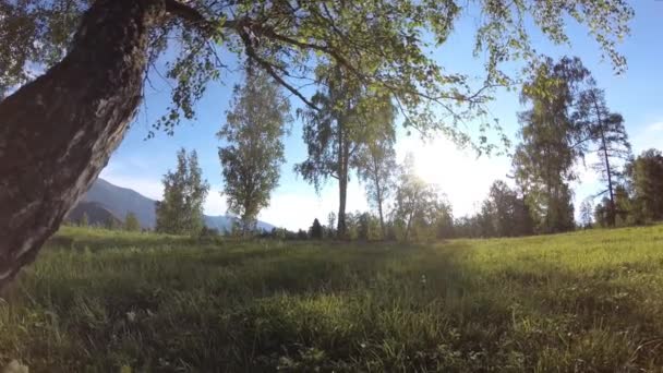 Prato rurale soleggiato a paesaggio di montagna con erba verde, alberi e raggi di sole. Movimento diagonale su carrello scorrevole motorizzato. — Video Stock