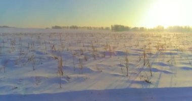 Arktik çayırlı soğuk kış manzarası, karla kaplı ağaçlar ve ufukta sabah güneşleri..
