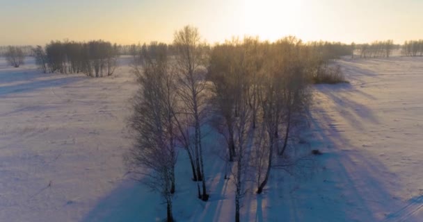 Veduta aerea drone del freddo paesaggio invernale con campo artico, alberi coperti di neve gelo e raggi del sole del mattino all'orizzonte. — Video Stock