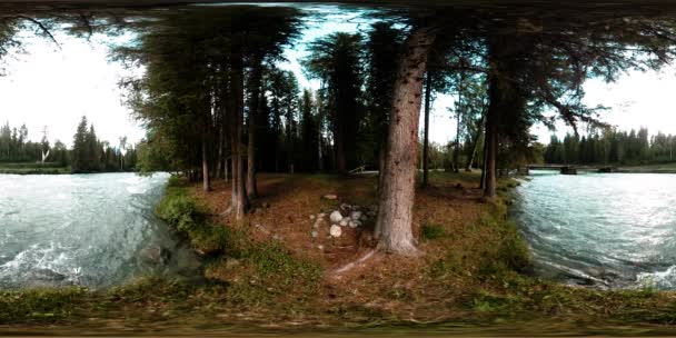 360 VR virtuelle Realität eines wilden Waldes. Kiefernwald, kleiner schneller, kalter Gebirgsfluss. National park. — Stockvideo