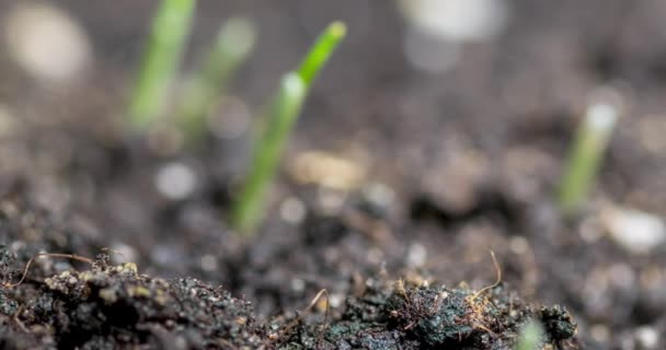Свіжа трава росте в макро-часовий проміжок. Близько до проростання і росту крихітних злакових культур. Пшениця, вівса або ячмінь. Модернізований панорамний рух . — стокове відео