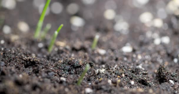 Grama fresca crescendo macro time-lapse. Closeup de germinação e crescimento de culturas minúsculas de cereais de grama. Trigo, aveia ou cultura de cevada. Movimento panorâmico motorizado. — Vídeo de Stock