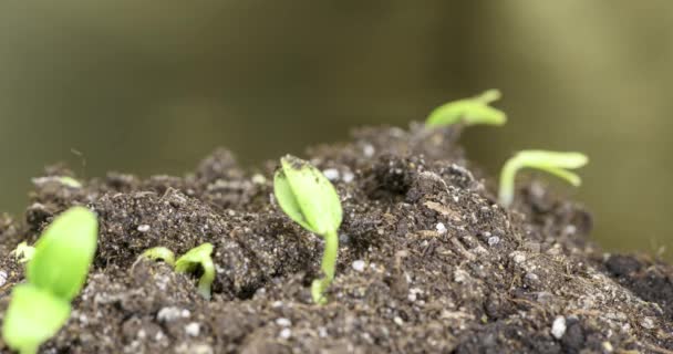 Świeże ogórki rosnące makro upływ czasu. Zbliżenie kiełkowanie i wzrost drobny liść. Zdrowa koncepcja żywności wegańskiej. — Wideo stockowe