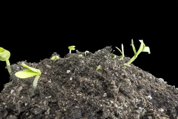 Świeże ogórki rosnące makro upływ czasu. Zbliżenie kiełkowanie i wzrost drobny liść. Zdrowa koncepcja żywności wegańskiej. — Wideo stockowe