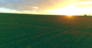 Güneşli yaz akşamında sonsuz sarı tarlaları olan kırsal kesimin üzerinde bir uçuş. Sonbahar gündoğumunda tarım arazisi