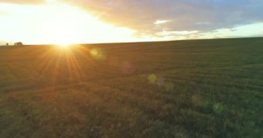 Güneşli yaz akşamında sonsuz sarı tarlaları olan kırsal kesimin üzerinde bir uçuş. Sonbahar gündoğumunda tarım arazisi