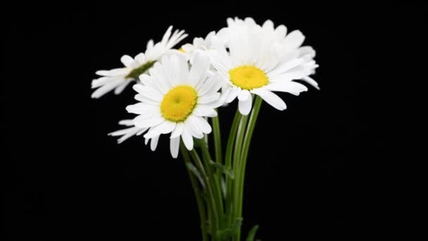 Close-up of bouquet wild chamomile flowers on the black. Key ready background. Slow rotation motion. Macro. — Stock Video