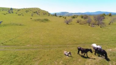 Dağ çayırında vahşi atların üzerinden uçmak. Yaz dağları vahşi doğa. Özgürlük ekolojisi kavramı.