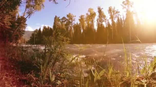 Prairie au bord de la rivière de montagne. Paysage avec herbe verte, pins et rayons du soleil. Mouvement sur poupée coulissante motorisée. — Video