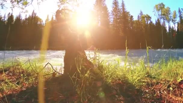 Prairie au bord de la rivière de montagne. Paysage avec herbe verte, pins et rayons du soleil. Mouvement sur poupée coulissante motorisée. — Video