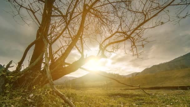 Time lapse of death tree and dry yellow grass at mountian landscape with clouds and sun rays. Movimiento deslizante horizontal Fotografías de stock