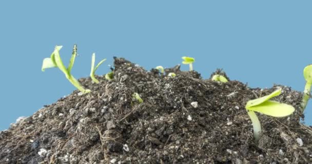 Macro time-lapse da coltivazione di cetrioli freschi. Primo piano di germinazione e crescita di minuscole foglie. Concetto di cibo vegano sano. — Video Stock