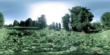 UHD 4K 360 VR yeşil dağ ormanı. Güneş ışığı ve gölge, çimen ve çam ağaçları.