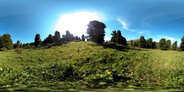UHD 4K 360 VR yeşil dağ ormanı. Güneş ışığı ve gölge, çimen ve çam ağaçları.