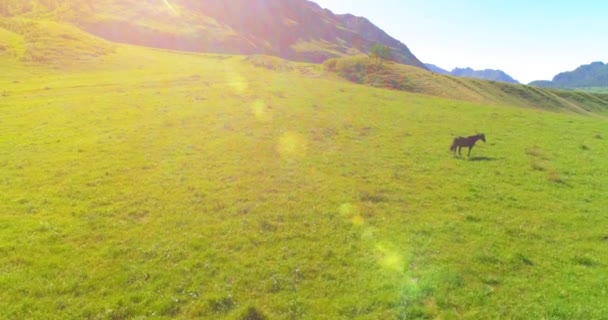 Vlucht over wilde paarden kudde op weide. Lente bergen wilde natuur. Vrijheid ecologisch concept. — Stockvideo