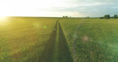 Sportif çocuk yeşil buğday tarlasında koşuyor. Kırsal çayırlarda akşam sporu alıştırmaları. Mutlu bir çocukluk sağlıklı bir yaşam biçimidir. Radikal hareket, güneş ışınları ve ot.