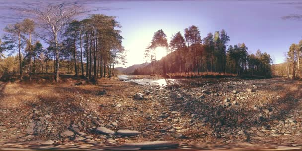 360 VR realidade virtual de uma montanha selvagem, pinhal e fluxos de rio. Parque nacional, prado e raios de sol. — Vídeo de Stock