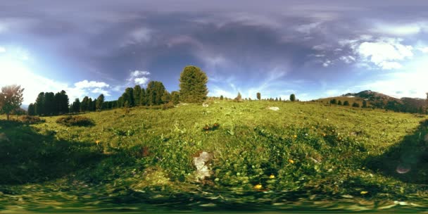 UHD 4K 360 VR timelapse zeleného horského lesa. Sluneční paprsky a stíny, tráva a borovice. — Stock video