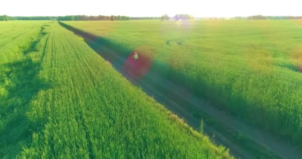 Vue aérienne sur le jeune garçon, qui monte à vélo à travers un champ d'herbe de blé sur la vieille route rurale. Lumière du soleil et rayons. — Video