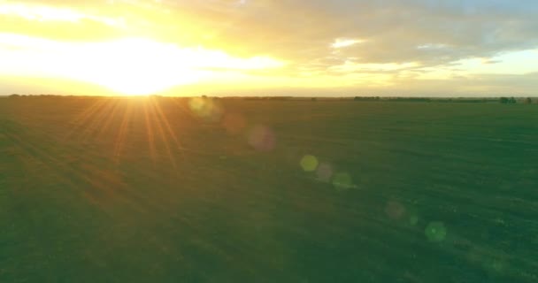 Lot nad wiejskim letnim krajobrazem z niekończącym się żółtym polem w słoneczny letni wieczór. Grunty rolne o wschodzie słońca jesienią — Wideo stockowe