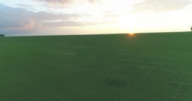 4K UHD hava görüntüsü. Güneşli yaz akşamlarında sonsuz yeşil tarlaları olan kırsal arazinin üzerinde alçak uçuş. Ufuktaki güneş ışınları. Hızlı yatay hareket.
