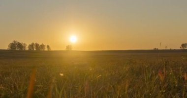 Yaz günbatımında düz tepe çayır zaman çizelgesi. Vahşi doğa ve kırsal çimler. Güneş ışınları ve ağaçlar. Motorlu doli kaydırıcı